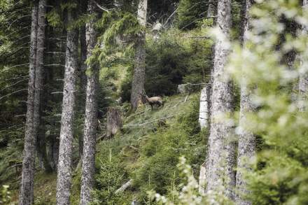 Le Chambard | Wanderungen in Kaysersberg