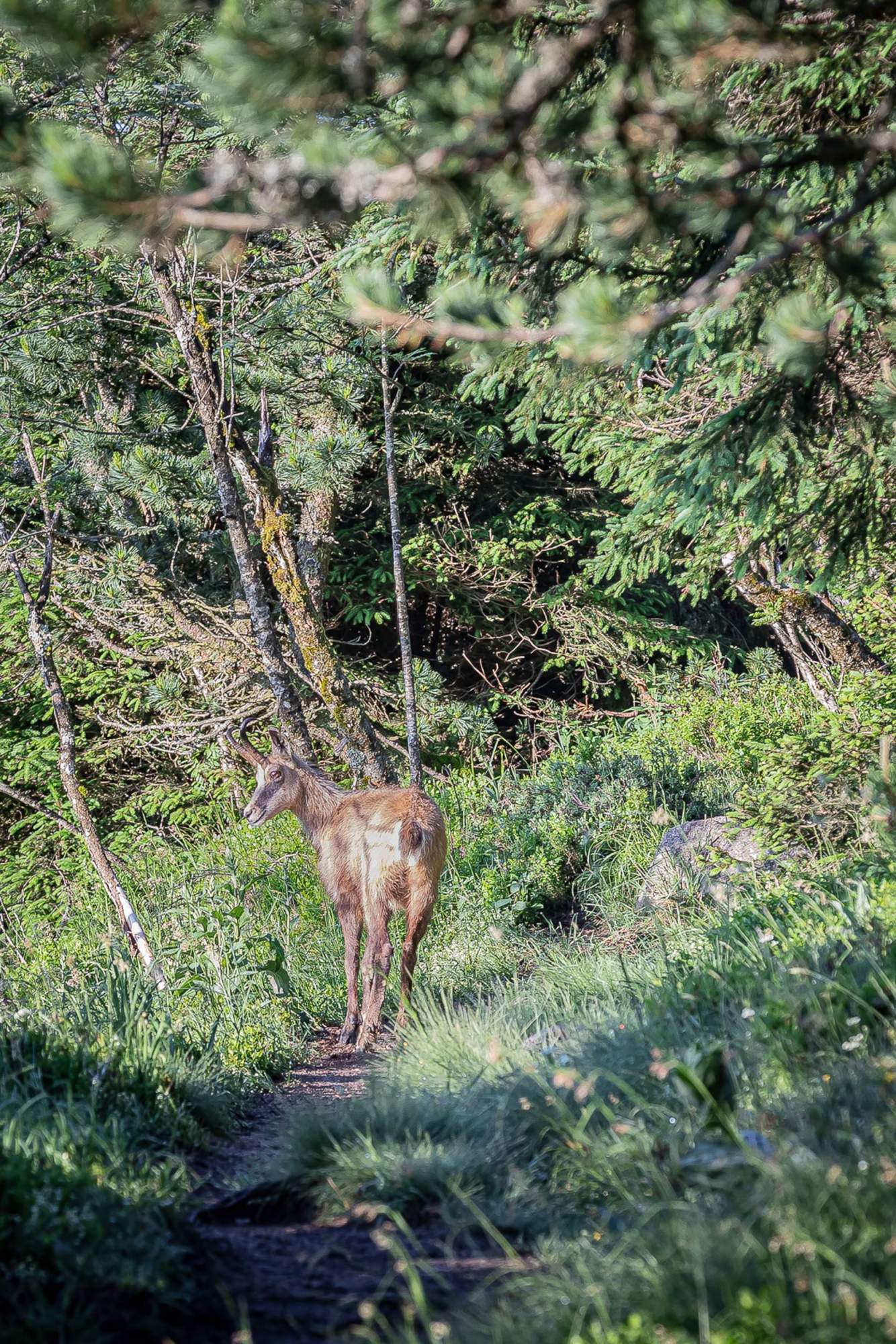 Festival de la Chasse